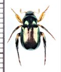 コガネムシの一種　Rutelinae species　♂　ベトナム中部