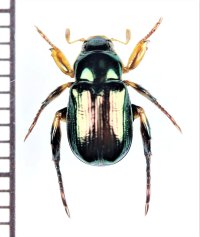 コガネムシの一種　Rutelinae species　♂　ベトナム中部