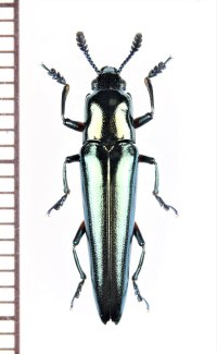 コメツキモドキの一種　 Languriidae species　ベトナム北東部