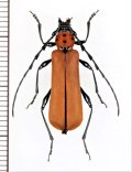 ベニボシカミキリの一種　Rosalia sp.　♀　 ベトナム北東部