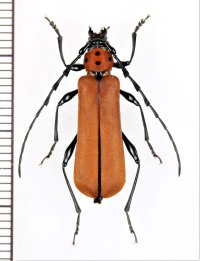 ベニボシカミキリの一種　Rosalia sp.　♀　 ベトナム北東部