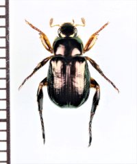 コガネムシの一種　Rutelinae species　♂　ベトナム中部