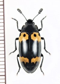 オオキノコムシの一種 　Erotylidae species　 ベトナム北東部