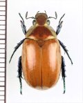 スジコガネの一種　Rutelinae species　♀　中国（雲南省）