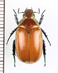 スジコガネの一種　Rutelinae species　♀　中国（雲南省）