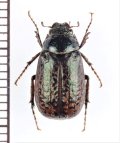 ビロウドコガネの一種　Sericini species　♀　中国（雲南省）
