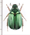 スジコガネの一種　Rutelinae species　♀　中国（チベット自治区）