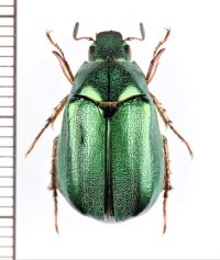 スジコガネの一種　Rutelinae species　♀　中国（チベット自治区）