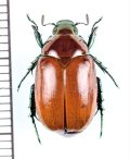 スジコガネの一種　Rutelinae species　♀　中国（チベット自治区）