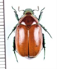 スジコガネの一種　Rutelinae species　♀　中国（チベット自治区）