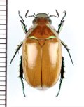 スジコガネの一種　Rutelinae species　♀　中国（雲南省）