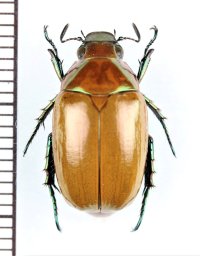 スジコガネの一種　Rutelinae species　♀　中国（雲南省）