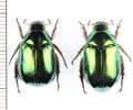 スジコガネの一種　Rutelinae species　ペア　中国（雲南省）