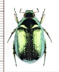 スジコガネの一種　Rutelinae species　♀　中国（雲南省）