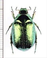 スジコガネの一種　Rutelinae species　♀　中国（雲南省）