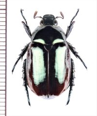 スジコガネの一種　Rutelinae species　♀　中国（雲南省）