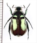 スジコガネの一種　Rutelinae species　♂　中国（雲南省）