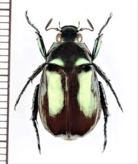 スジコガネの一種　Rutelinae species　♂　中国（雲南省）