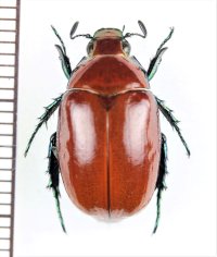 スジコガネの一種　Rutelinae species　♀　中国（雲南省）