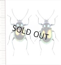 キマワリの一種　Amarygminae species　ペア　ベトナム北東部