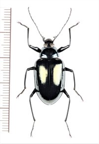 キマワリの一種　Amarygminae species　♀　ベトナム中部
