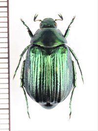 コガネムシの一種　Anomala sp.　ベトナム中部