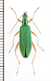 ハムシダマシの一種　Lagriini species　ベトナム北東部