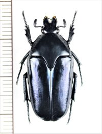 ヒラタカナブンの一種　Thaumastopeus nigritus　♀　ベトナム中部