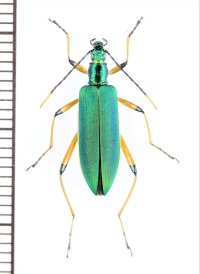 ハムシダマシの一種　Lagriini species　ベトナム北東部