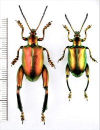 オオモモブトハムシの一種　Sagra femorata　ペア　タイ