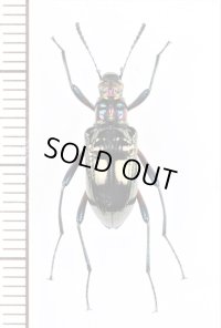 ゴミムシダマシの一種　Strongylium sp.　フィリピン（ルソン島）