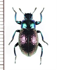ゴミムシダマシの一種　Oedemutes sp.　フィリピン（シブヤン島）