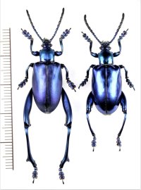 モモブトハムシの一種　Sagra longicollis　ペア　タイ