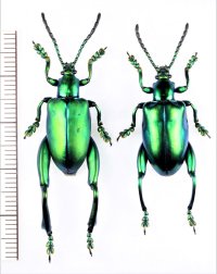 オオモモブトハムシの一種　Sagra femorata　ペア　タイ