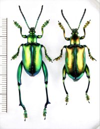 モモブトハムシの一種　Sagra longicollis　ペア　タイ