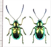 ハムシの一種　Platycorynus sp.　ペア　フィリピン（ルソン島）