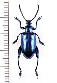 モモブトハムシの一種　Sagra longicollis　♀　タイ