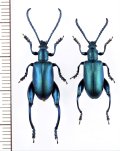 オオモモブトハムシの一種　Sagra coeruleata　ペア　マダガスカル