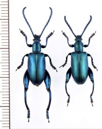 オオモモブトハムシの一種　Sagra coeruleata　ペア　マダガスカル