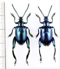 オオモモブトハムシの一種　Sagra femorata　ペア　タイ