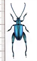 オオモモブトハムシの一種　Sagra coeruleata　♂　マダガスカル