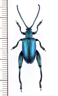 オオモモブトハムシの一種　Sagra coeruleata　♂　マダガスカル