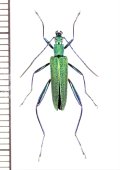 ハムシダマシの一種　Lagriini species　ベトナム北中部