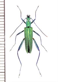 ハムシダマシの一種　Lagriini species　ベトナム北中部