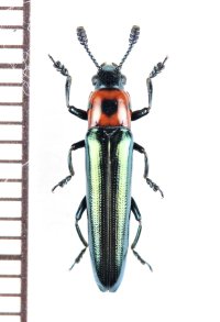 コメツキモドキの一種　 Languriidae species　ベトナム中部