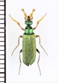 ツチハンミョウの一種　Cerocoma schaefferi　♂　ウクライナ