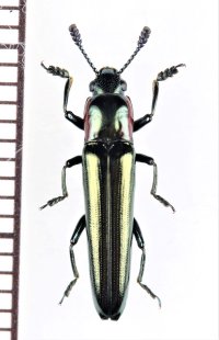 コメツキモドキの一種　 Languriidae species　ベトナム北中部