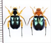 コガネムシの一種　Rutelinae species　ペア　ベトナム北東部