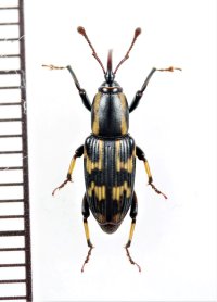 オサゾウムシの一種　Rhynchophoridae species　ベトナム北東部