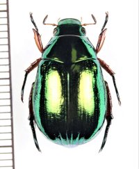 コガネムシの一種　Rutelinae species　♂　ベトナム北東部
